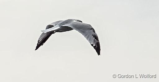 Gull In Flight_DSCF4691.jpg